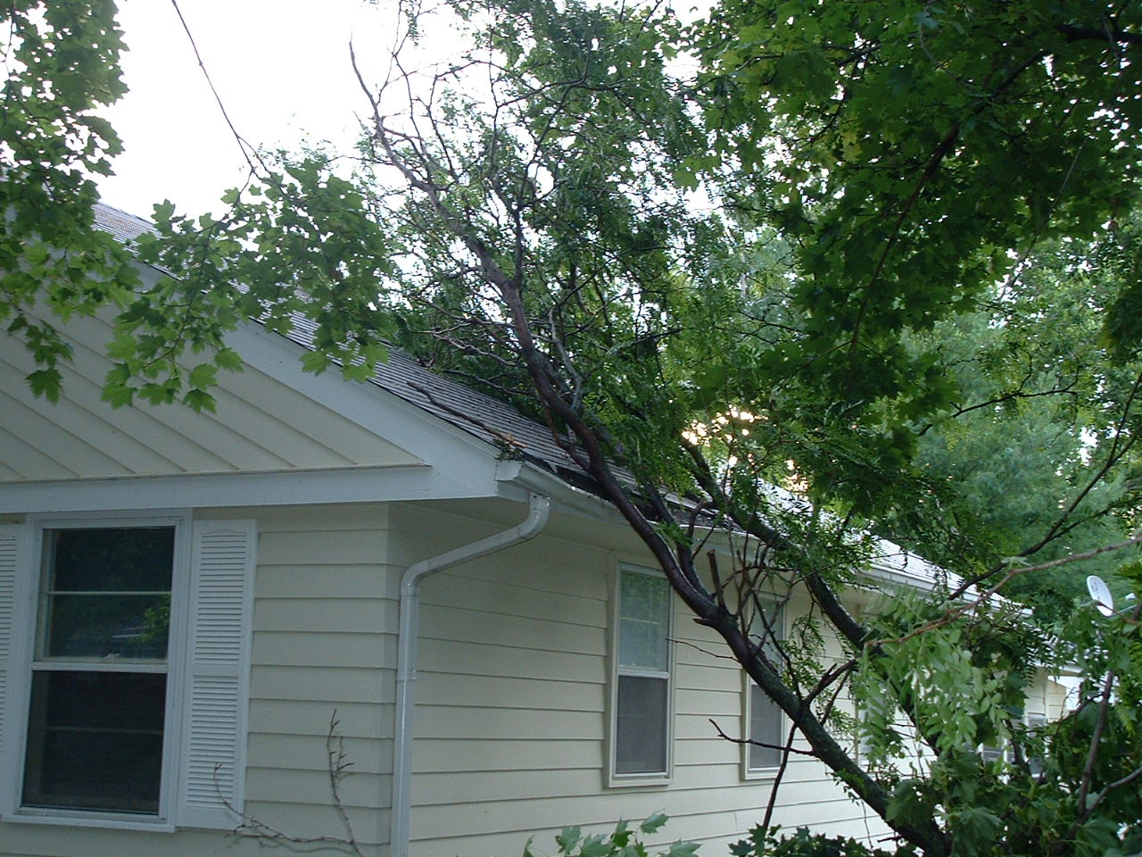 Tree on the house.