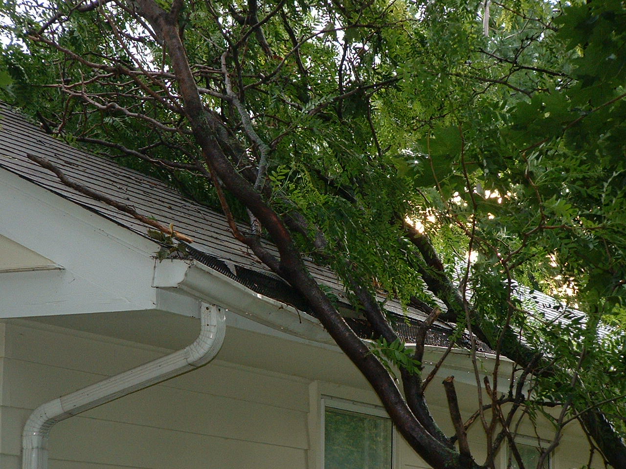Closer look of the tree on the house.
