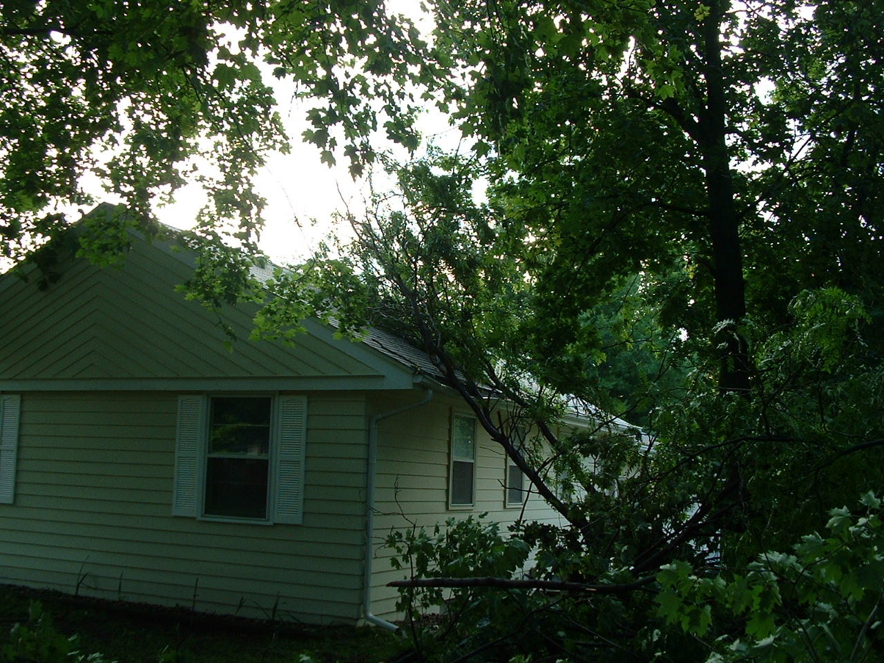 Another view of the tree on the house.