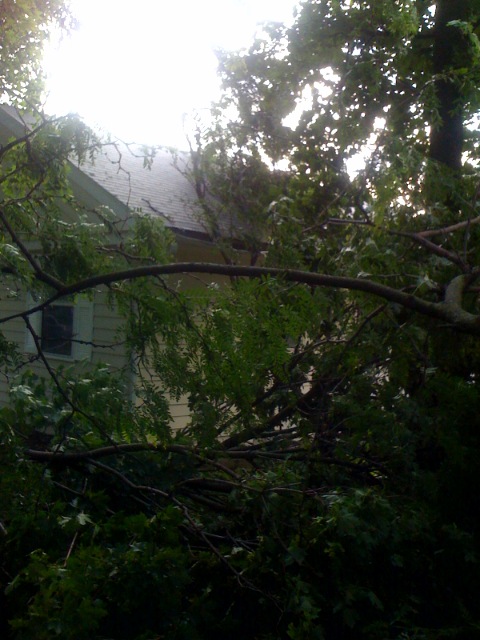 Lots of tree limbs to clear.